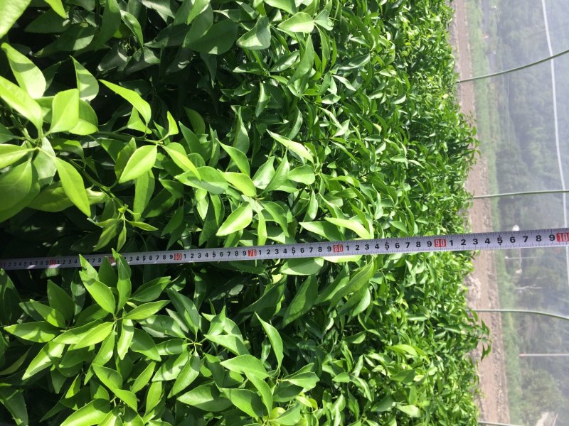 爱媛28（红美人柑橘苗）苗圃直供苗木粗壮根系发达有检疫证