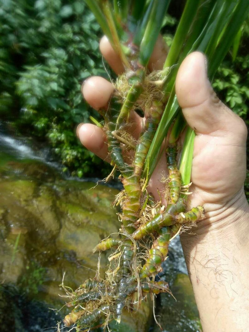 石菖蒲