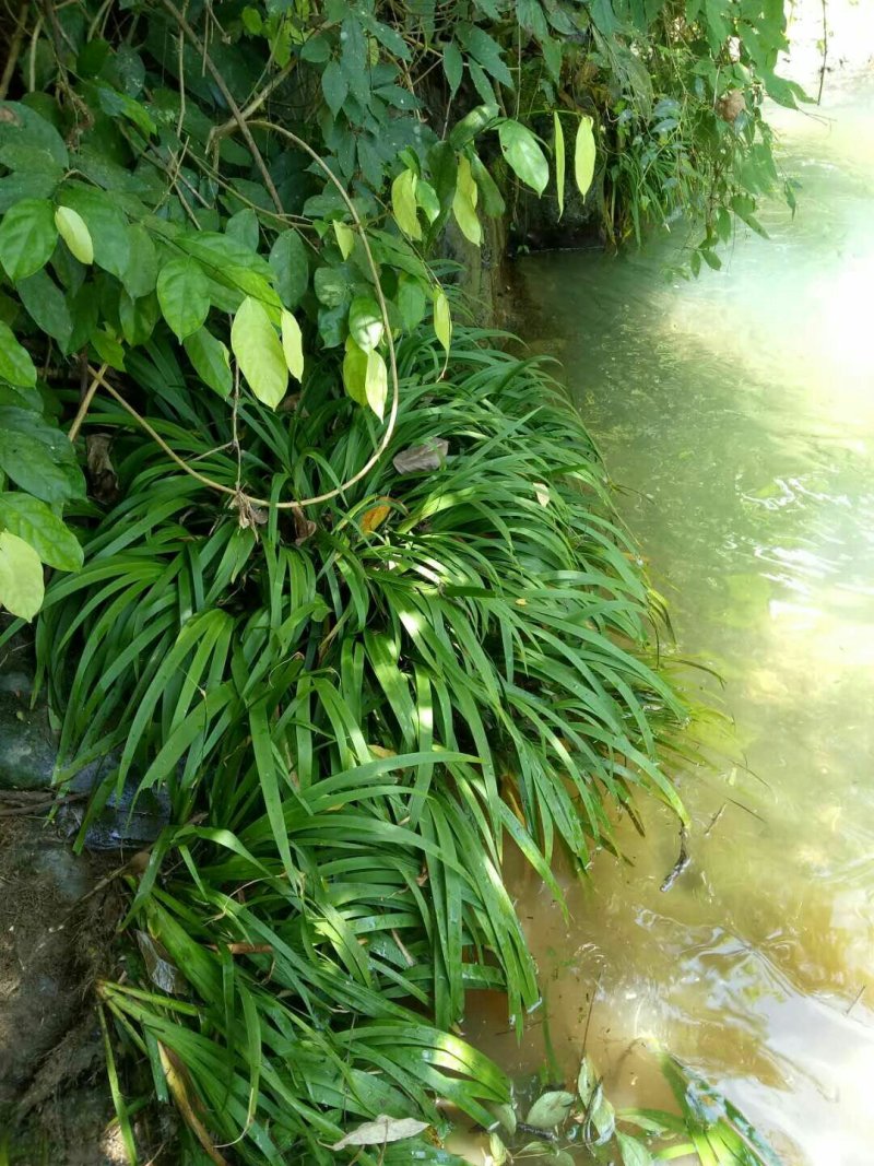 石菖蒲