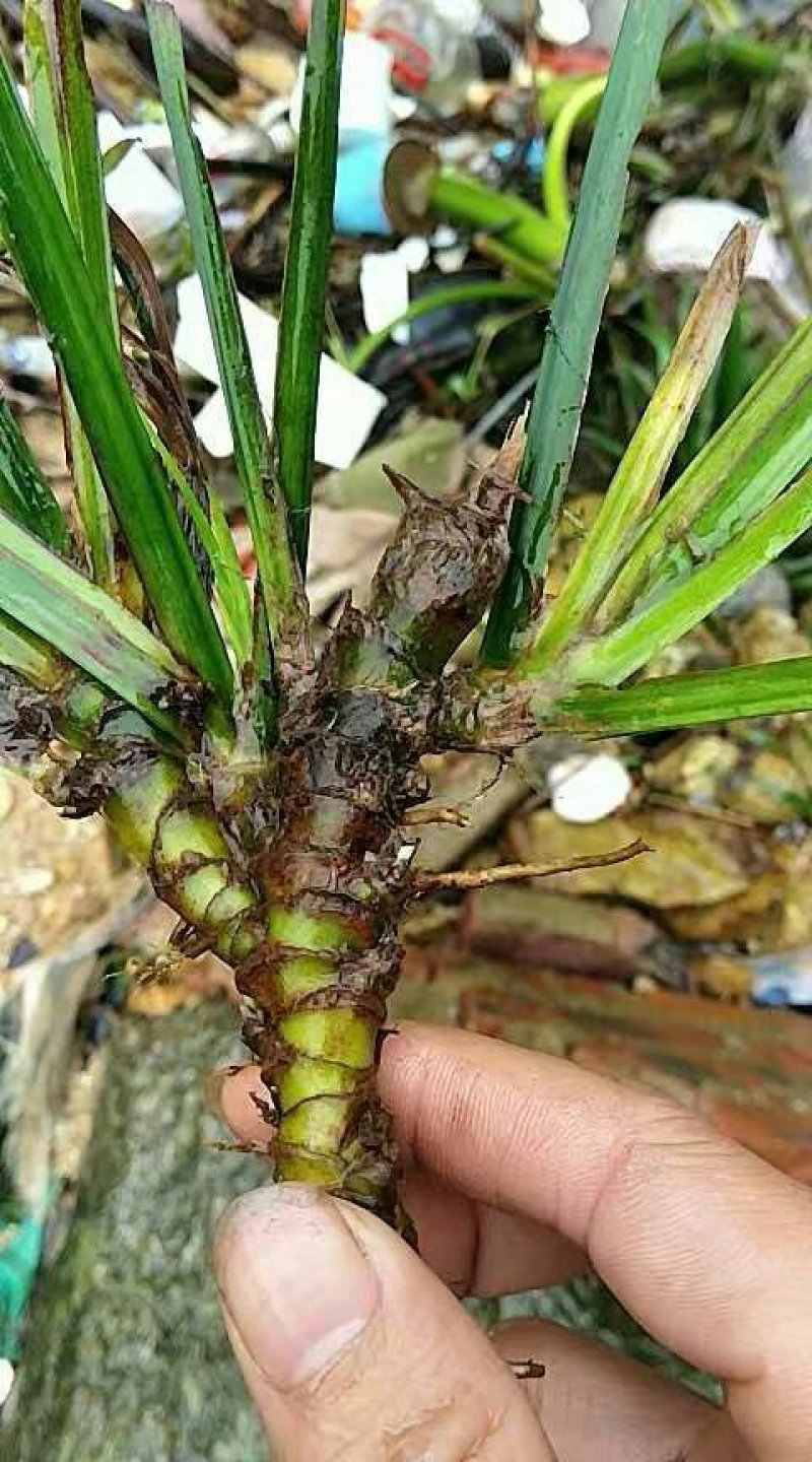 石菖蒲