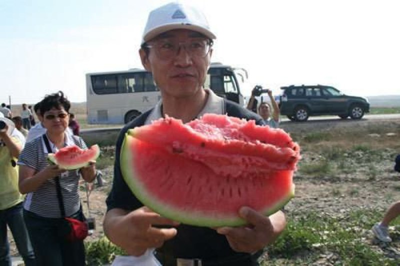 万亩基地宁夏金城5号西瓜量大从优品质保证欢迎来电