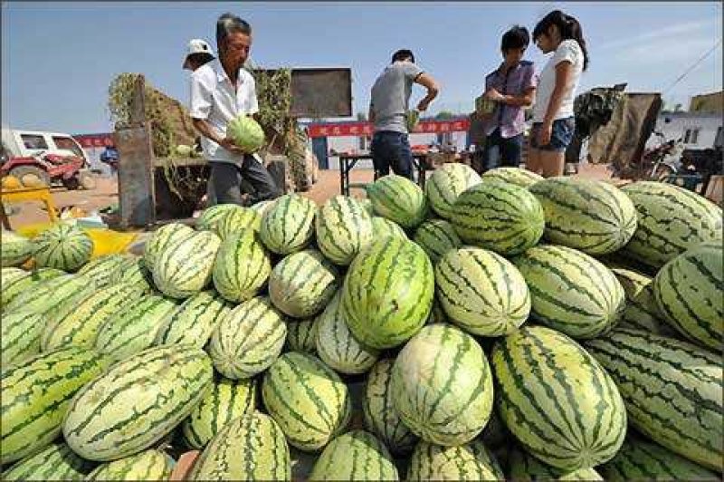 万亩基地宁夏金城5号西瓜量大从优品质保证欢迎来电