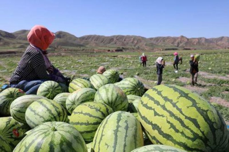 万亩基地宁夏金城5号西瓜量大从优品质保证欢迎来电