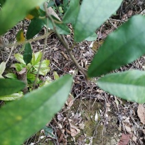 广东省粤北地区天然野生牛奶根