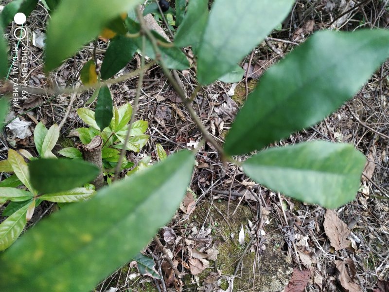 广东省粤北地区天然野生牛奶根