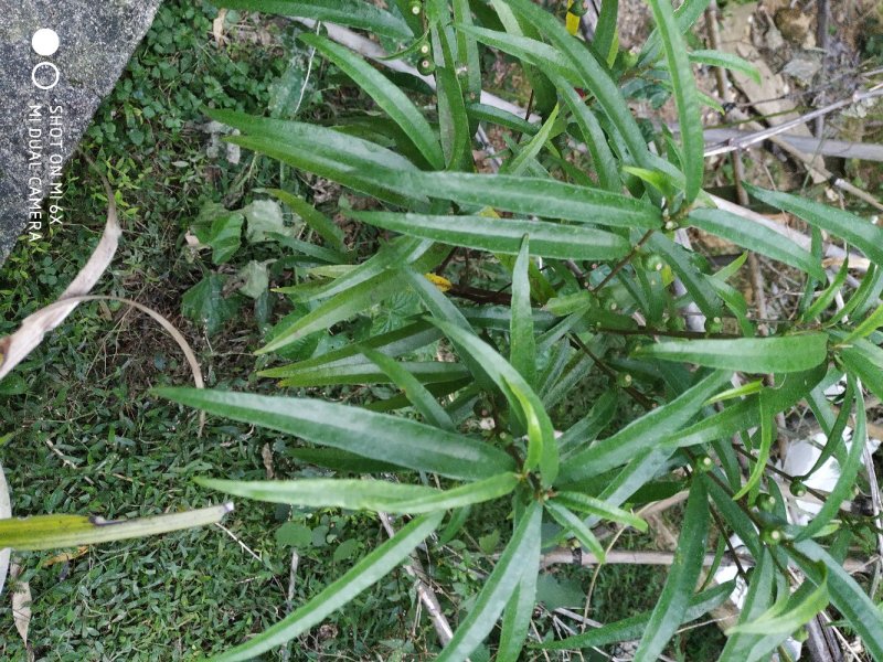 广东省粤北地区天然野生牛奶根