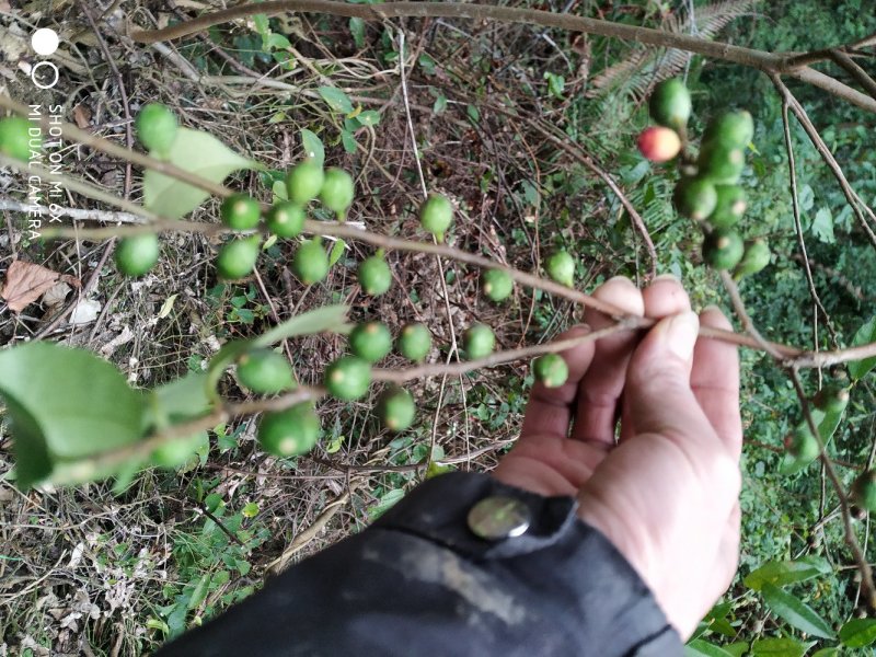 广东省粤北地区天然野生牛奶根