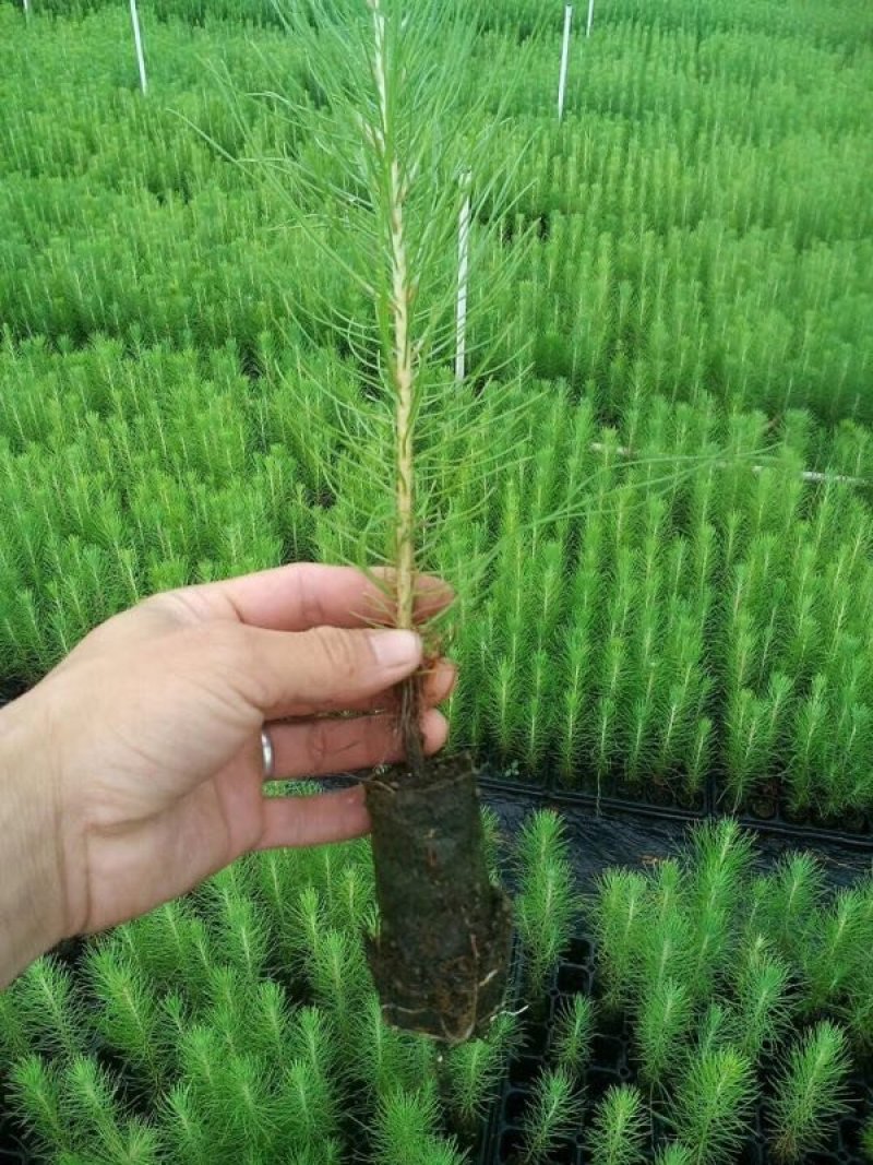 大量供应，湿地松苗，马尾松苗，木地松苗