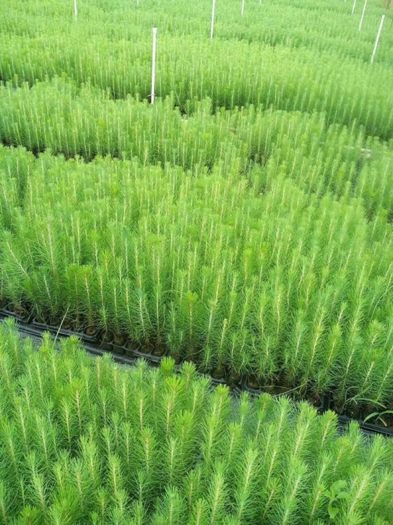 大量供应，湿地松苗，马尾松苗，木地松苗
