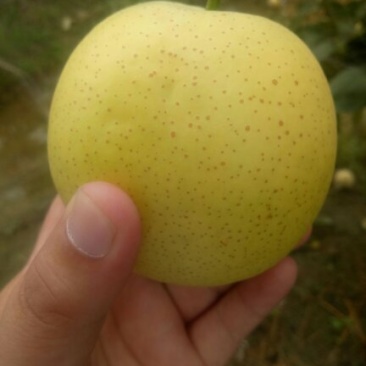 梨