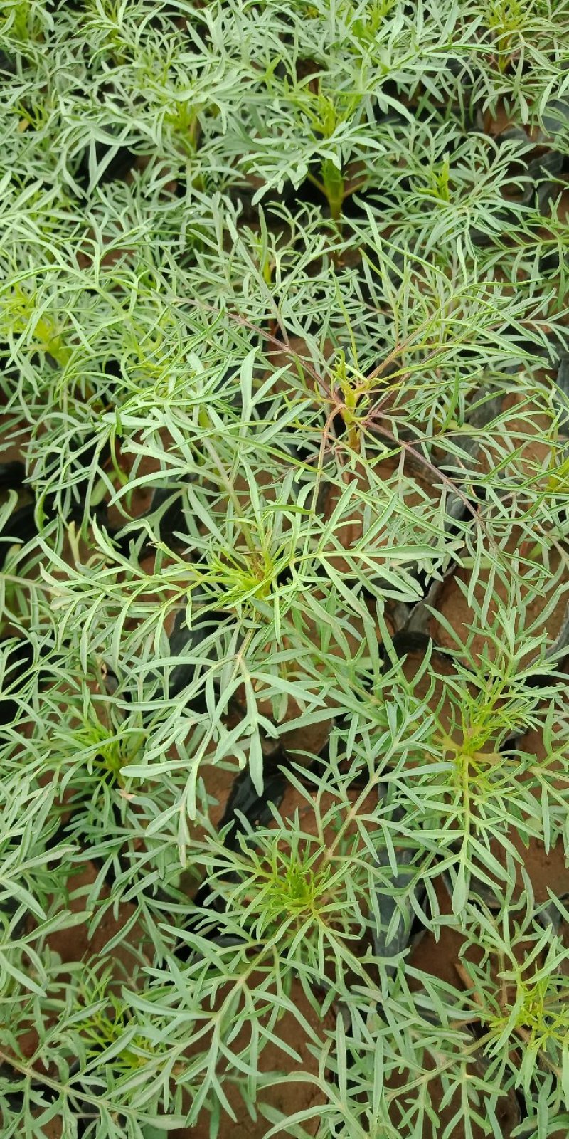 波斯菊
