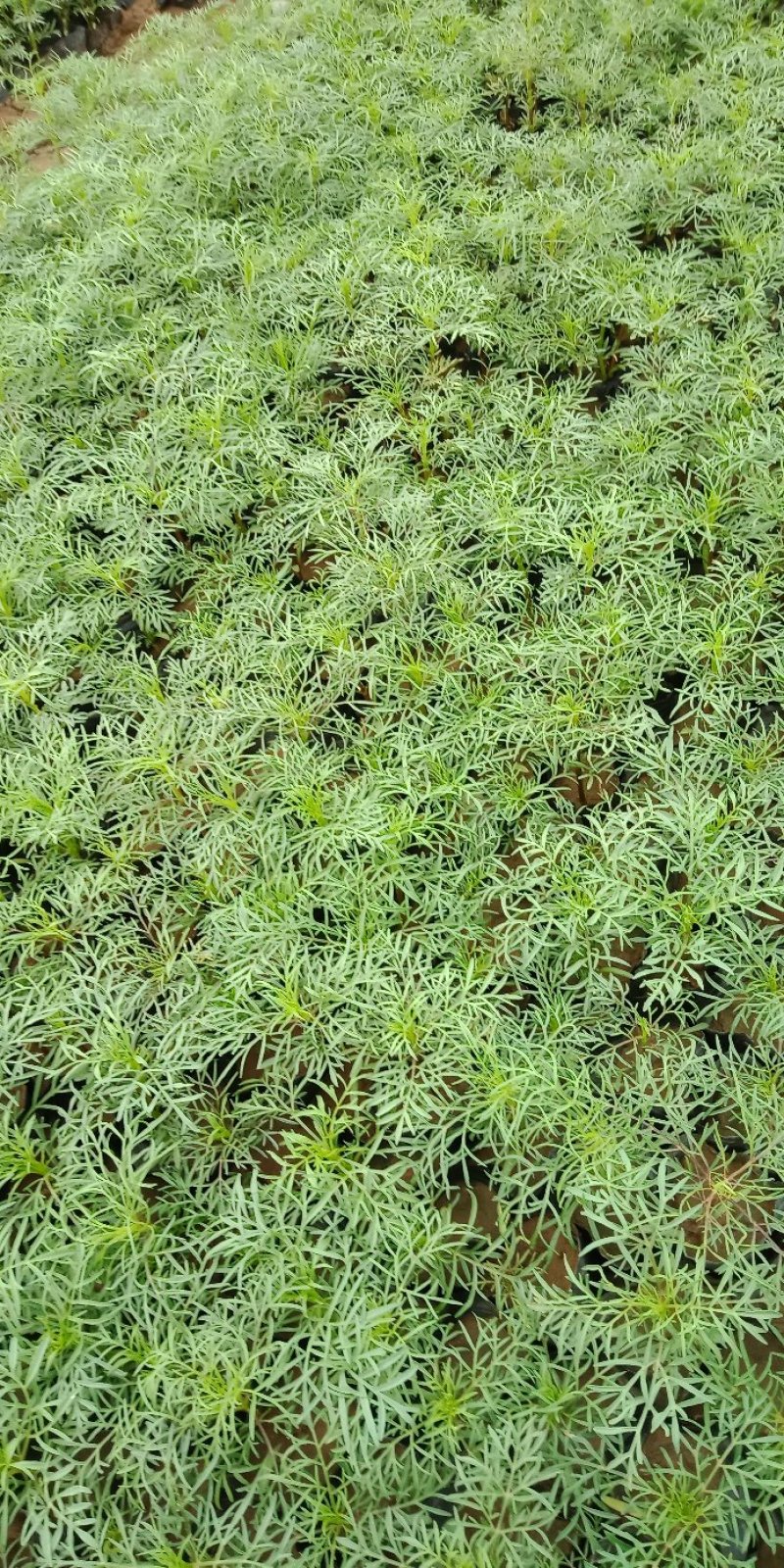 波斯菊