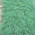 波斯菊