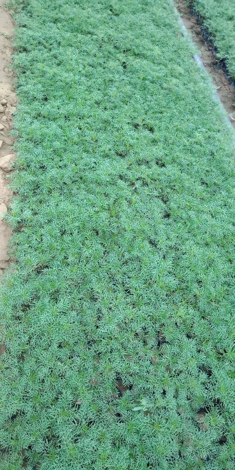 波斯菊