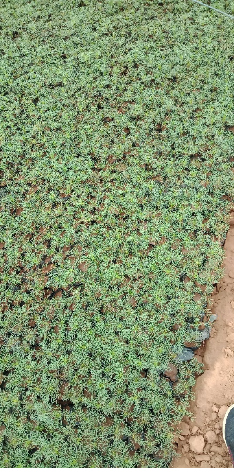 波斯菊
