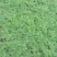 波斯菊