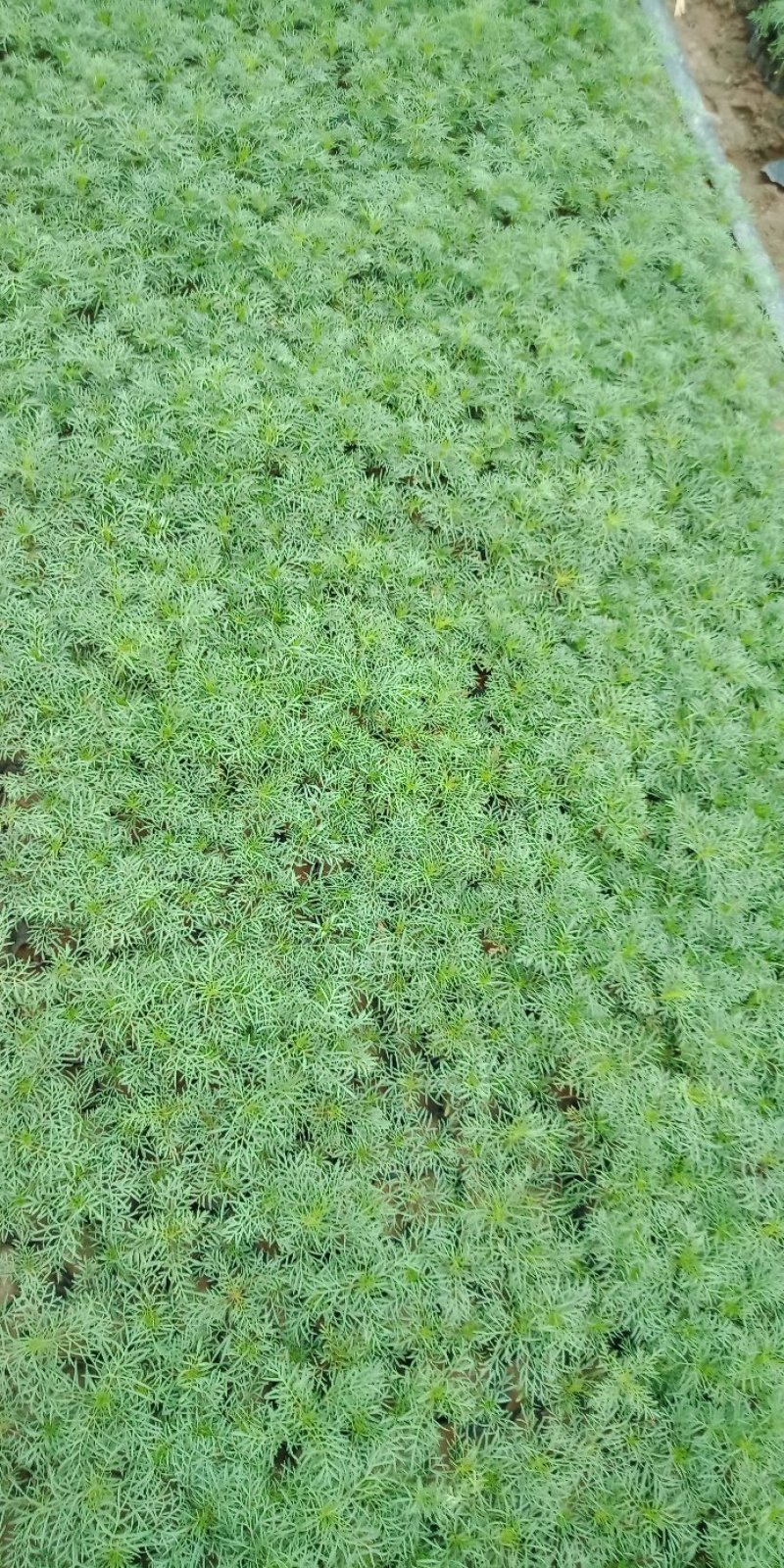 波斯菊