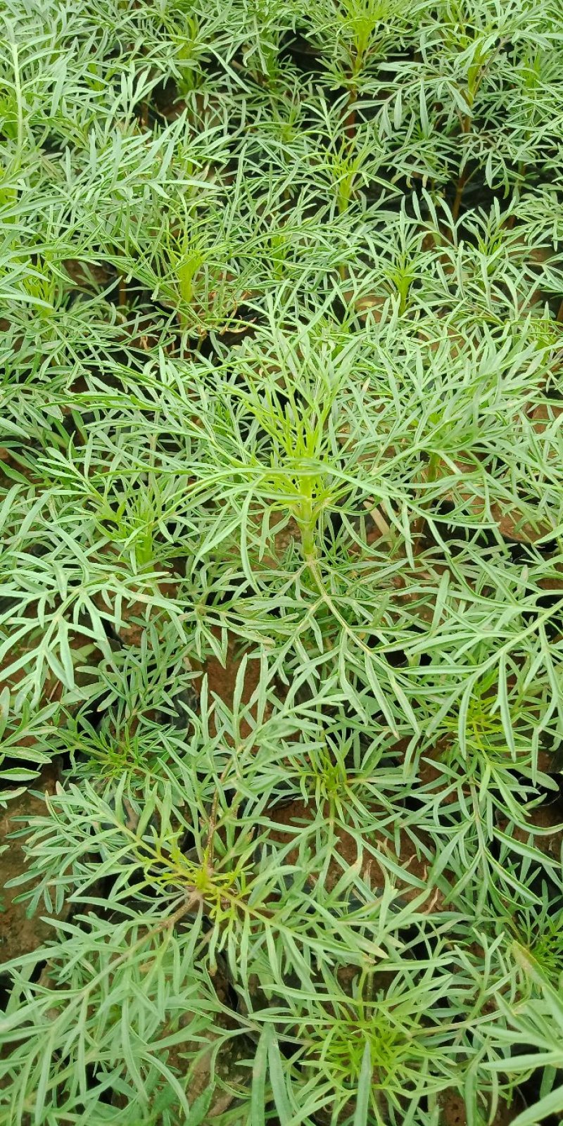 波斯菊