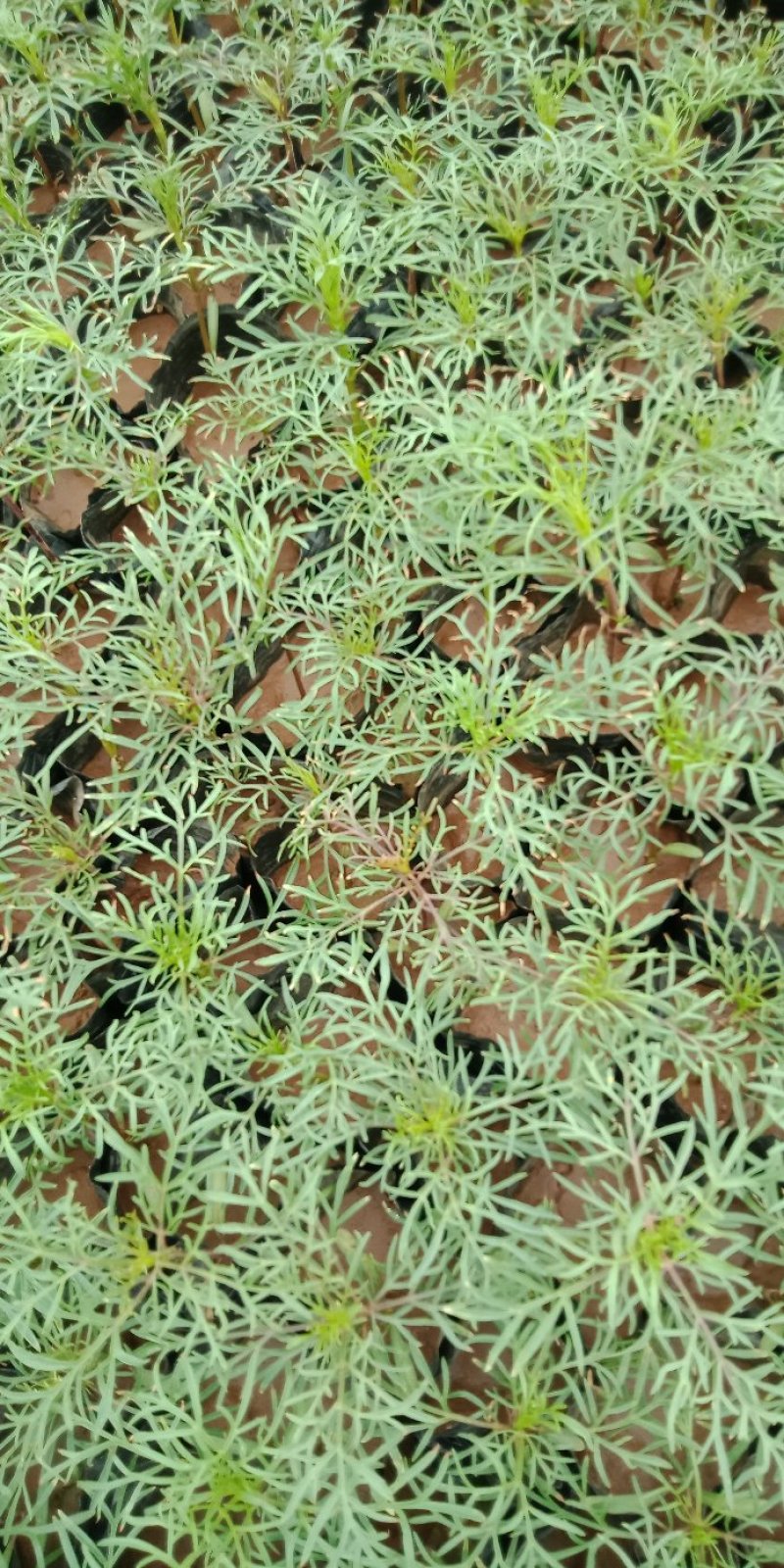 波斯菊