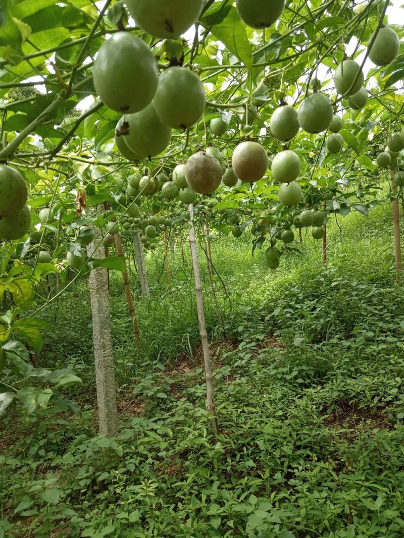 百香果紫香一号