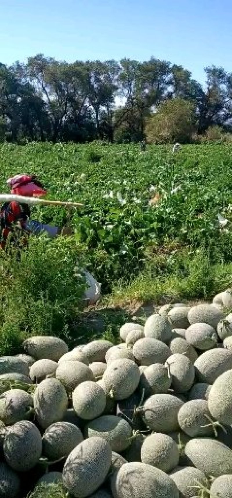【热销】新疆哈密瓜西州蜜17号金色年华金蜜王西州蜜瓜