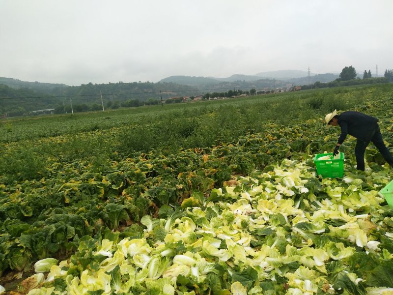 精品兰州高山娃娃菜