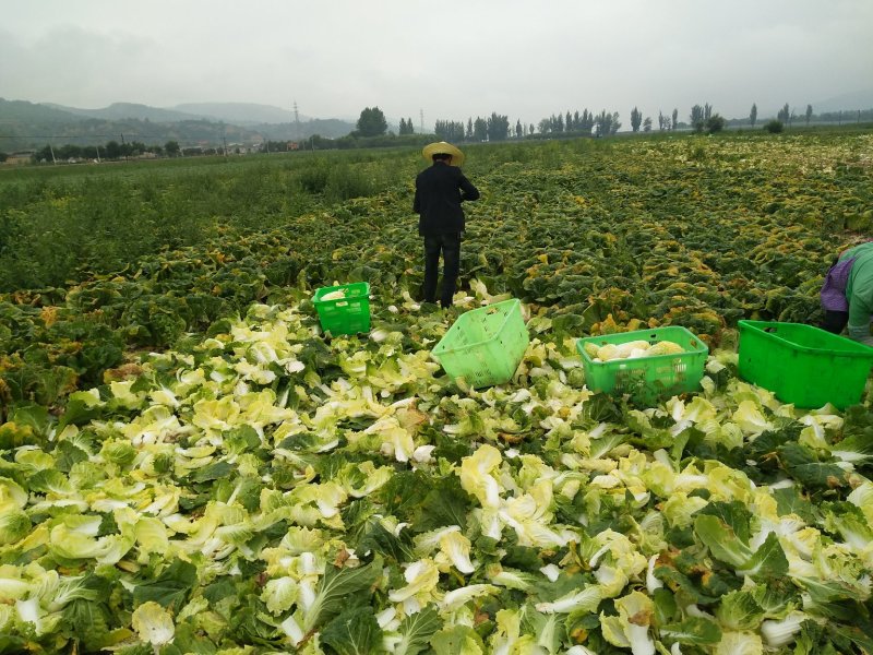 精品兰州高山娃娃菜