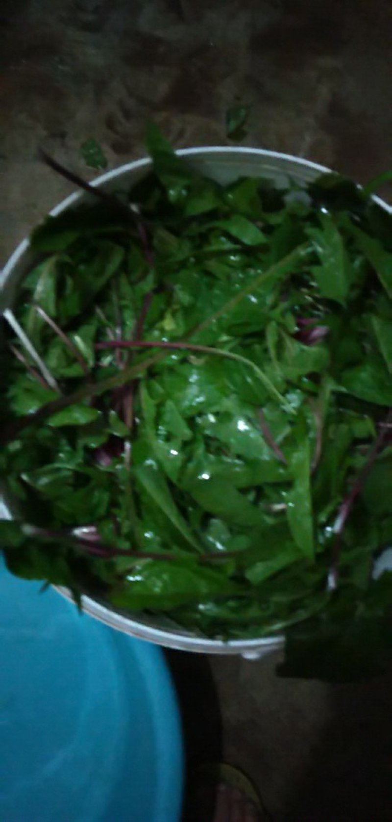 新鲜蒲公英