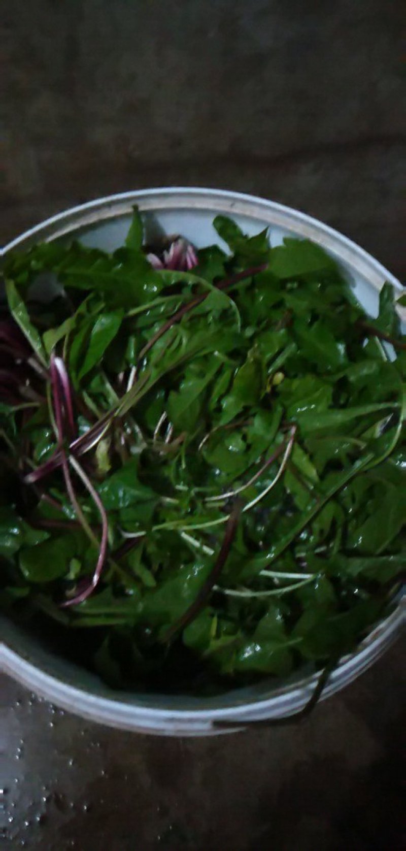新鲜蒲公英
