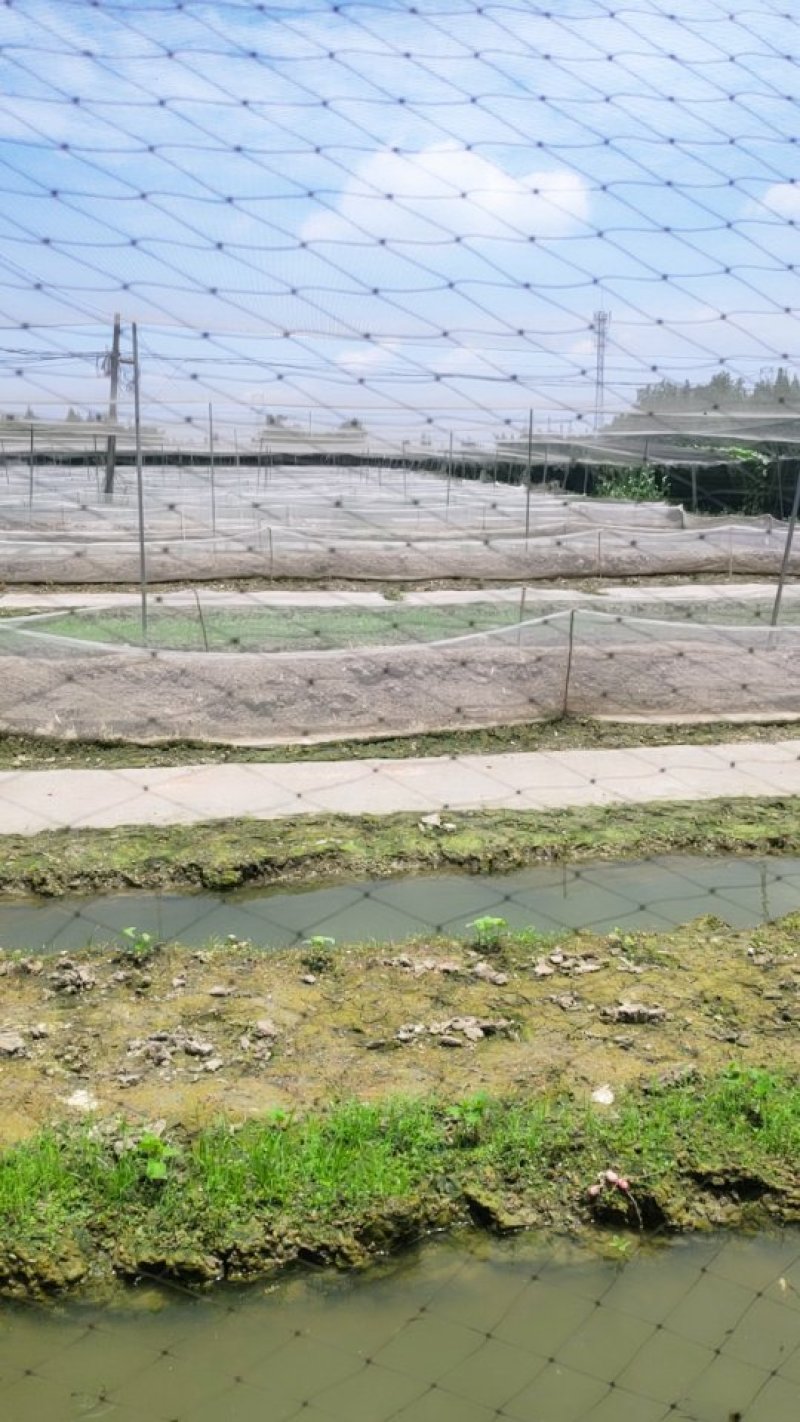 青蛙养殖场