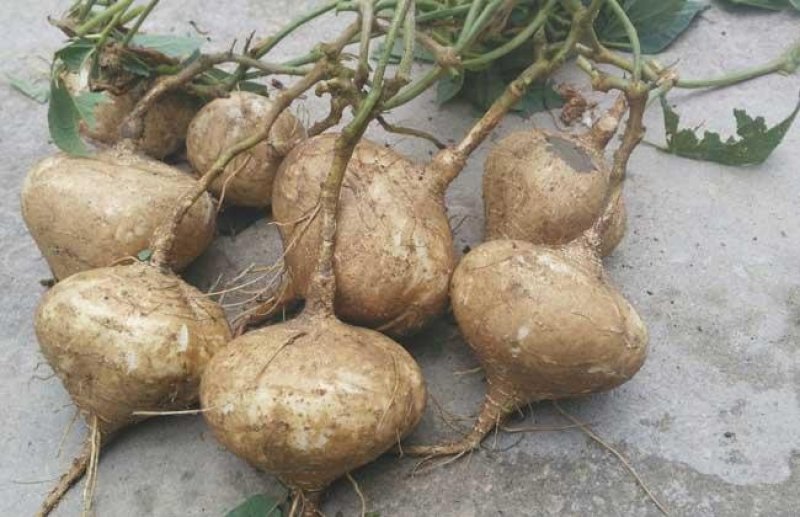 豆薯