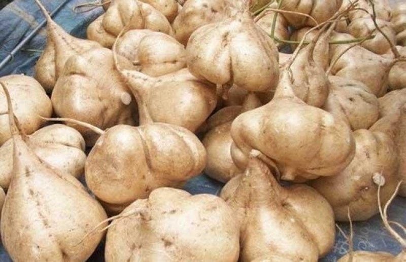 豆薯