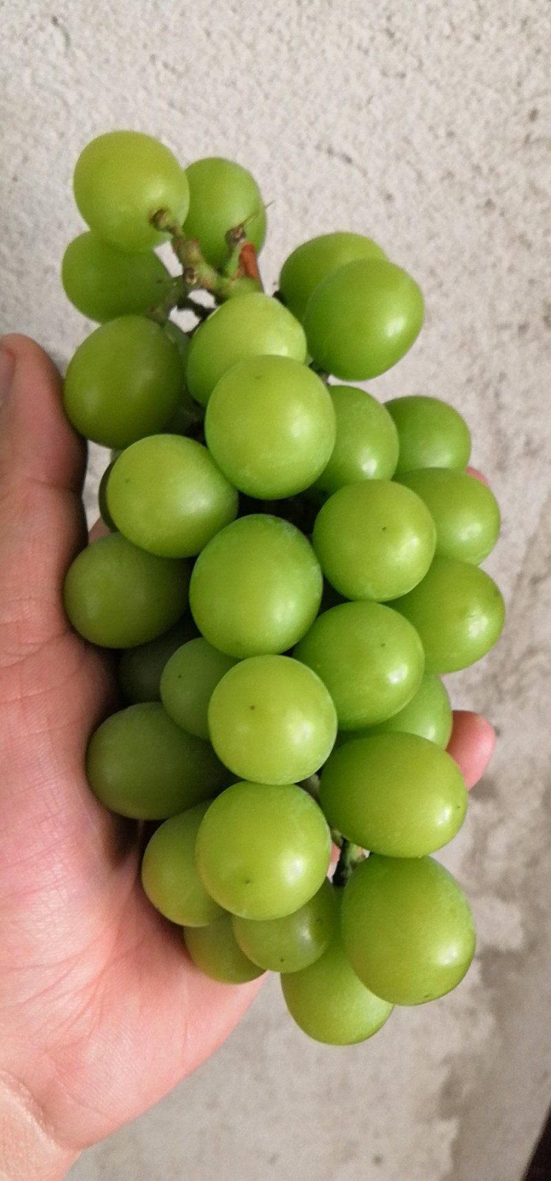 阳光玫瑰葡萄