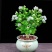 【带花苞送肥料】茉莉花盆栽植物室内花卉好养绿植四季浓香型