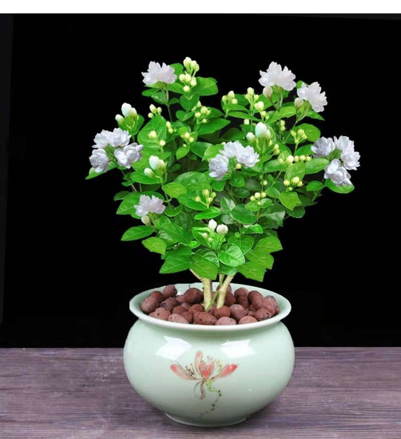 【带花苞送肥料】茉莉花盆栽植物室内花卉好养绿植四季浓香型