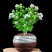 【带花苞送肥料】茉莉花盆栽植物室内花卉好养绿植四季浓香型