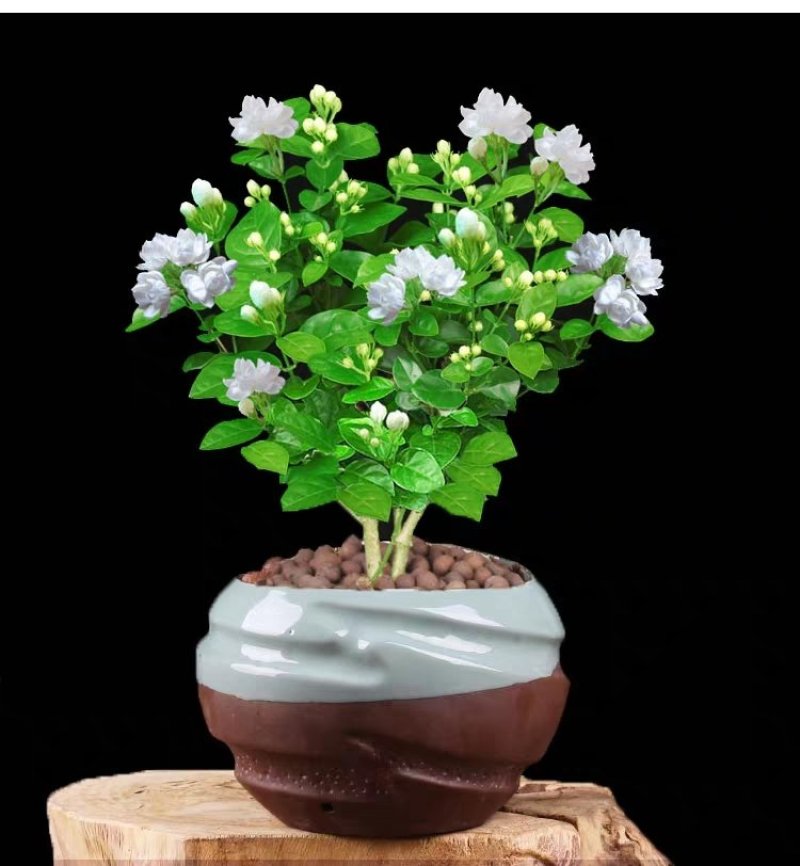 【带花苞送肥料】茉莉花盆栽植物室内花卉好养绿植四季浓香型