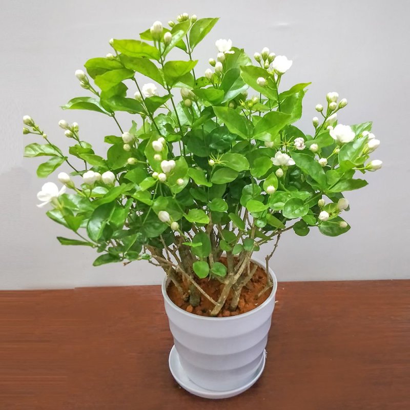 【带花苞送肥料】茉莉花盆栽植物室内花卉好养绿植四季浓香型