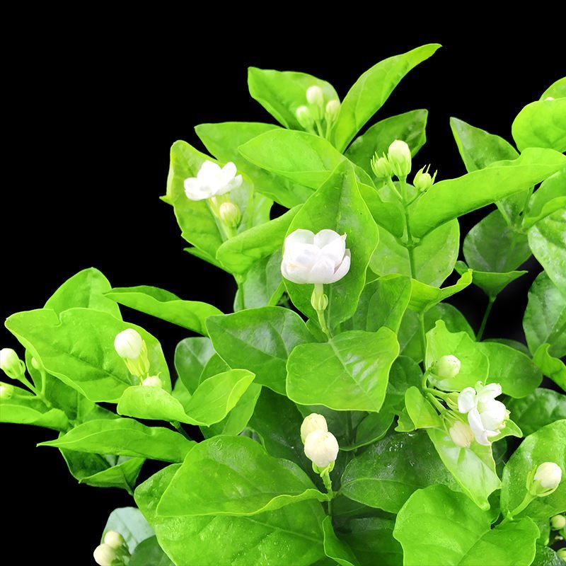 【带花苞送肥料】茉莉花盆栽植物室内花卉好养绿植四季浓香型