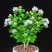 【带花苞送肥料】茉莉花盆栽植物室内花卉好养绿植四季浓香型