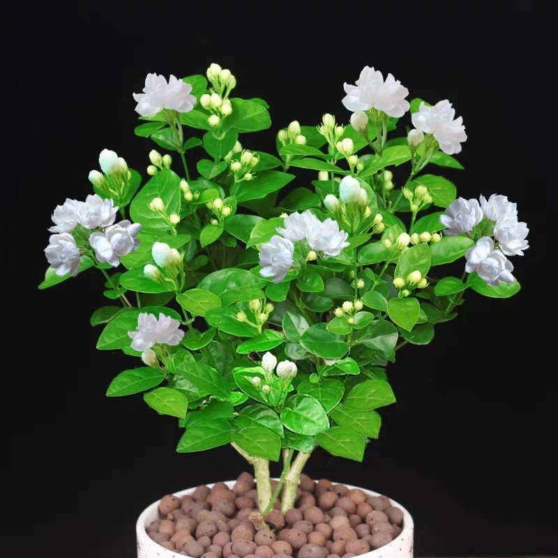 【带花苞送肥料】茉莉花盆栽植物室内花卉好养绿植四季浓香型