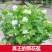 【带花苞送肥料】茉莉花盆栽植物室内花卉好养绿植四季浓香型