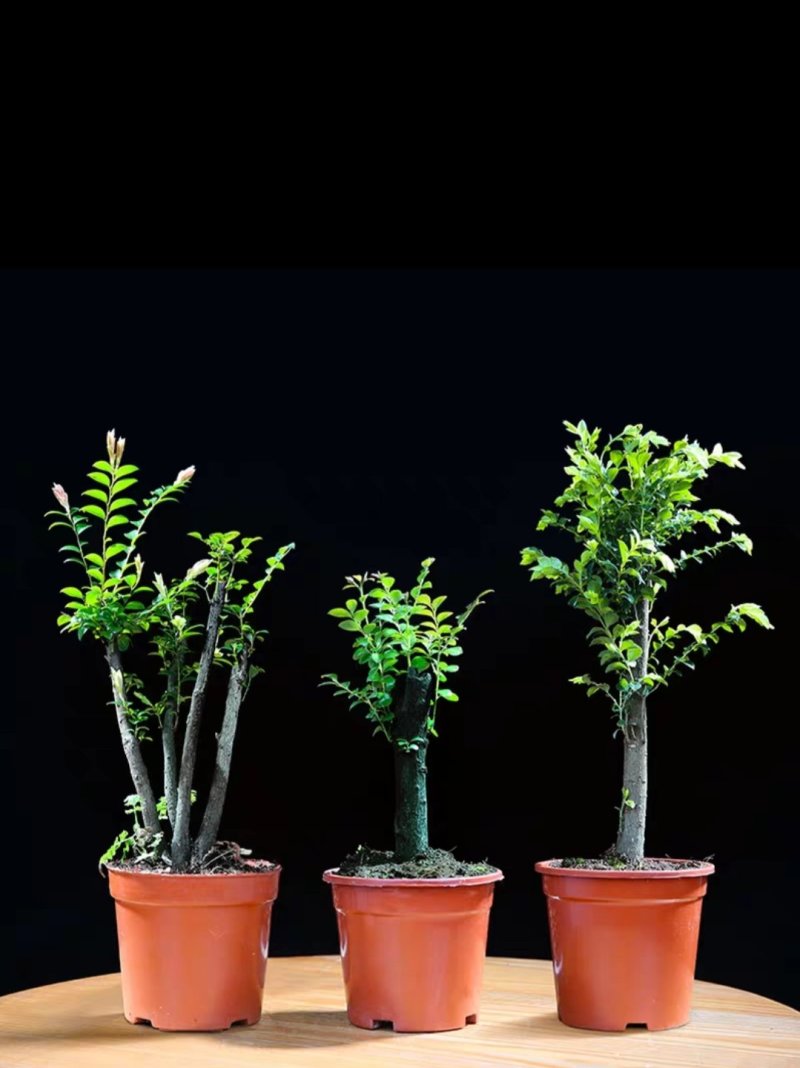 小叶紫檀盆景树桩植物花卉盆栽办公室内绿植黑骨茶苗镇宅避邪