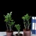 小叶紫檀盆景树桩植物花卉盆栽办公室内绿植黑骨茶苗镇宅避邪