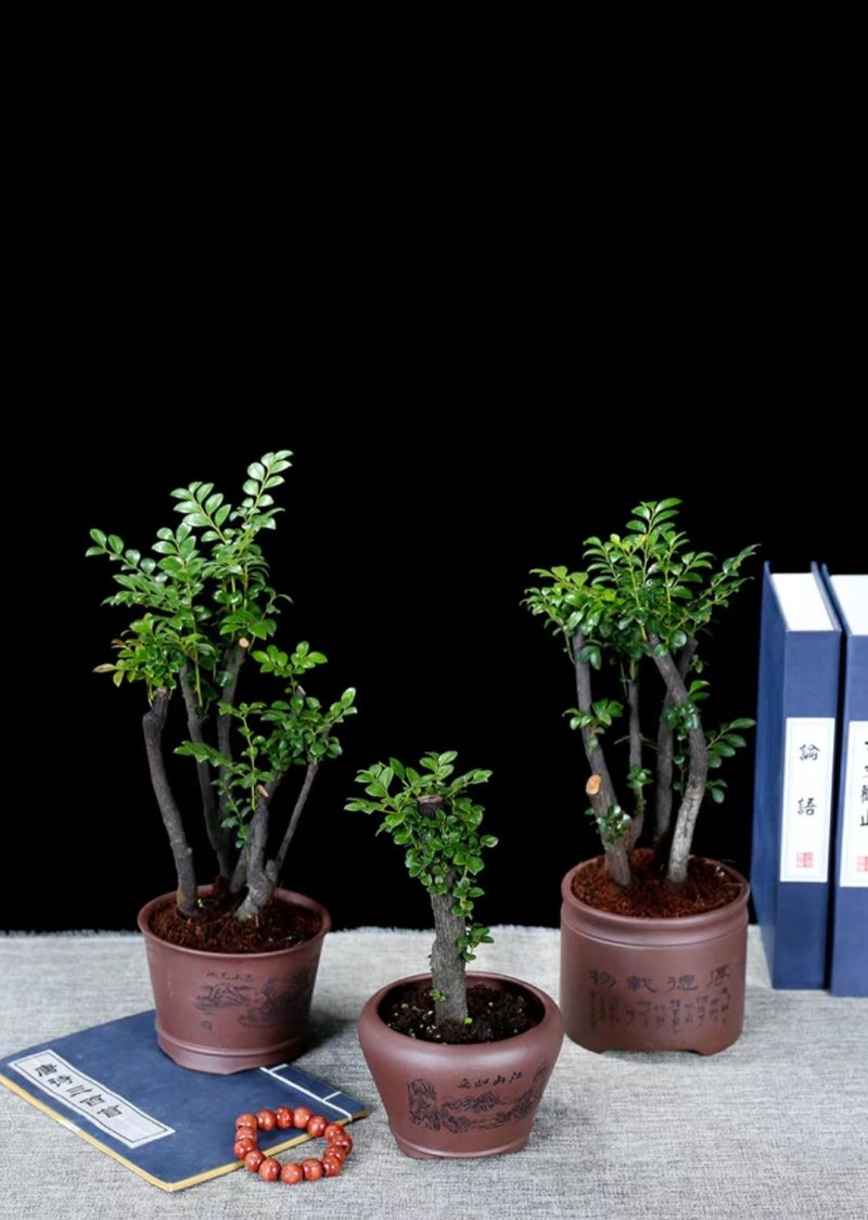 小叶紫檀盆景树桩植物花卉盆栽办公室内绿植黑骨茶苗镇宅避邪