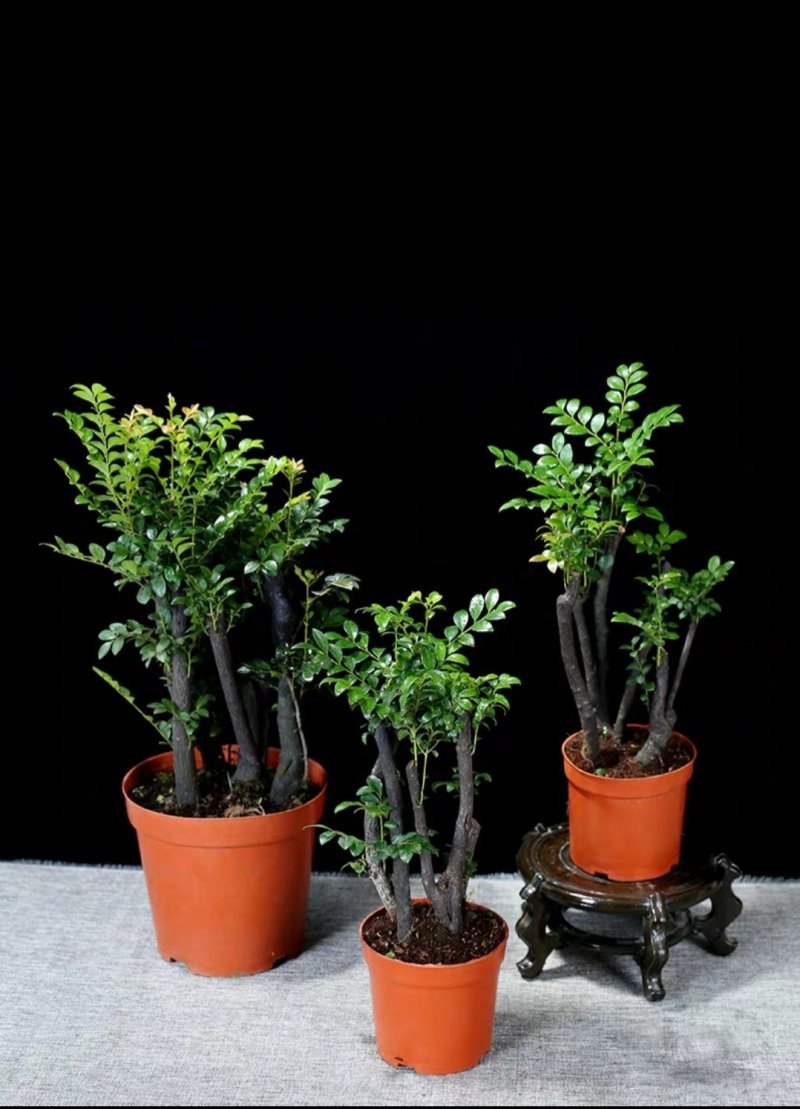 小叶紫檀盆景树桩植物花卉盆栽办公室内绿植黑骨茶苗镇宅避邪