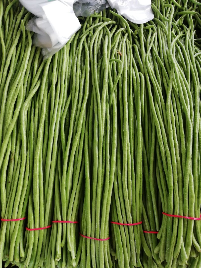 供应优质长豆角，长60厘米，颜色亮绿，代发全国