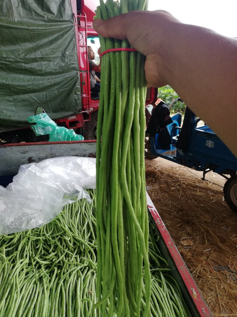 供应优质长豆角，长60厘米，颜色亮绿，代发全国