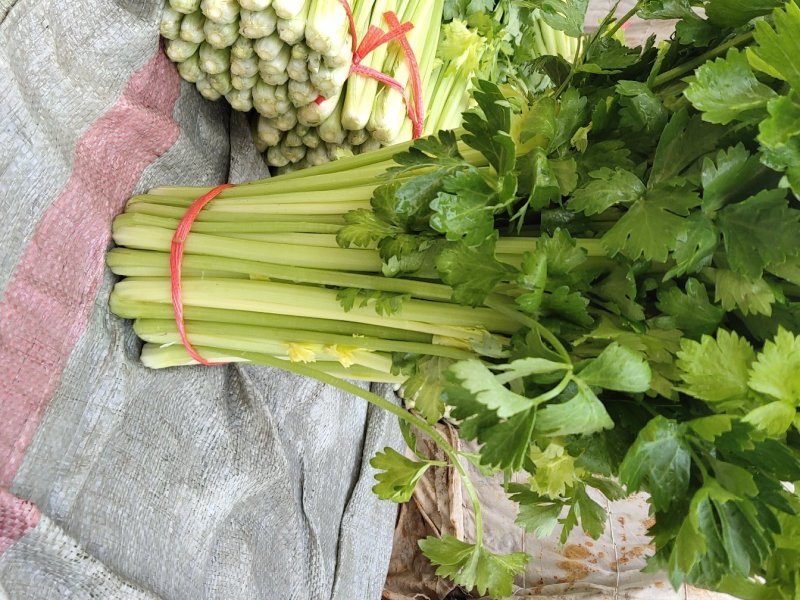本人大量供应芹菜，毛芹，西芹，长度适中，粗细均匀，色泽鲜