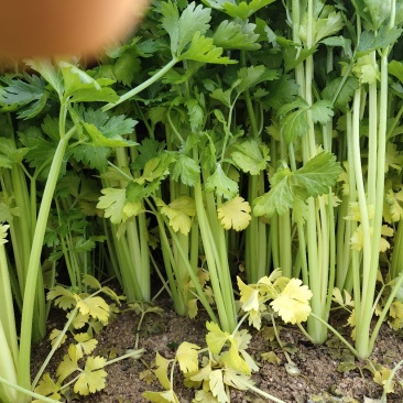 本人大量供应芹菜，毛芹，西芹，长度适中，粗细均匀，色泽鲜